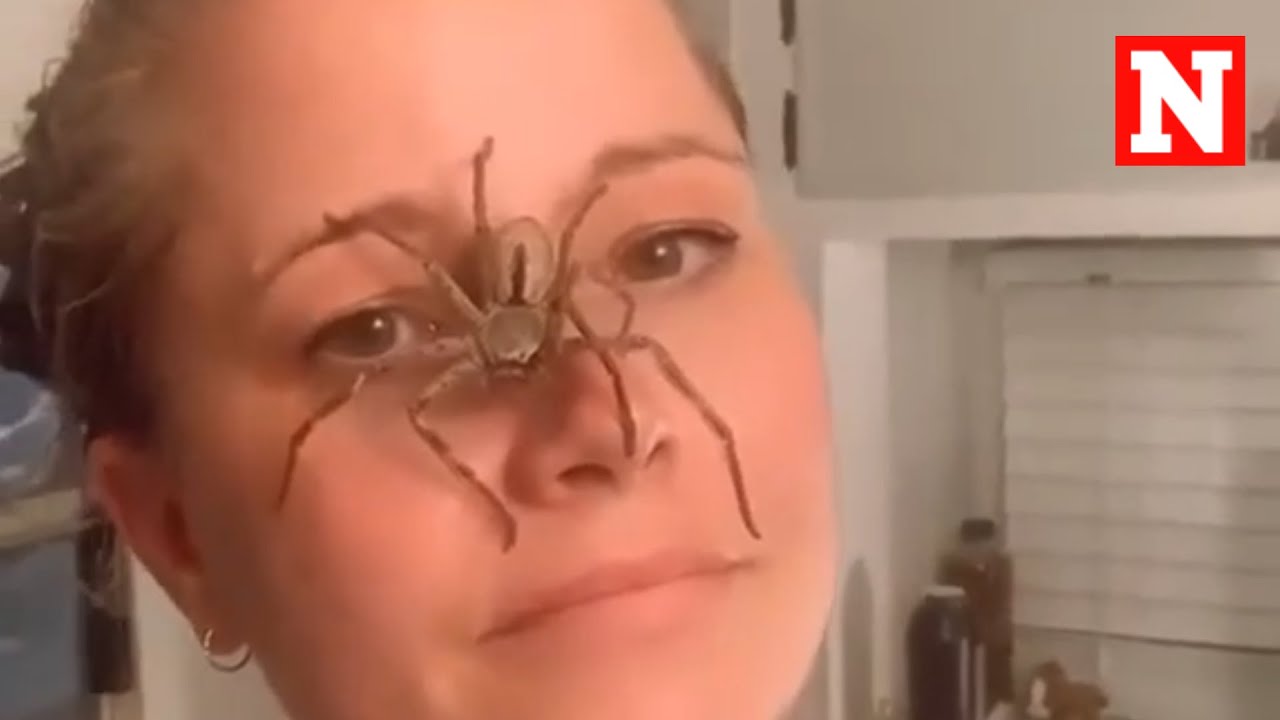 Watch: Spider Crawls Over Fearless Woman’s Face In A Terrifying Video