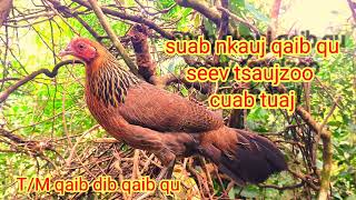 Suab poj qaib qu qaib dib seev tsauj cuab tuaj zoo heev 31/3/2025
