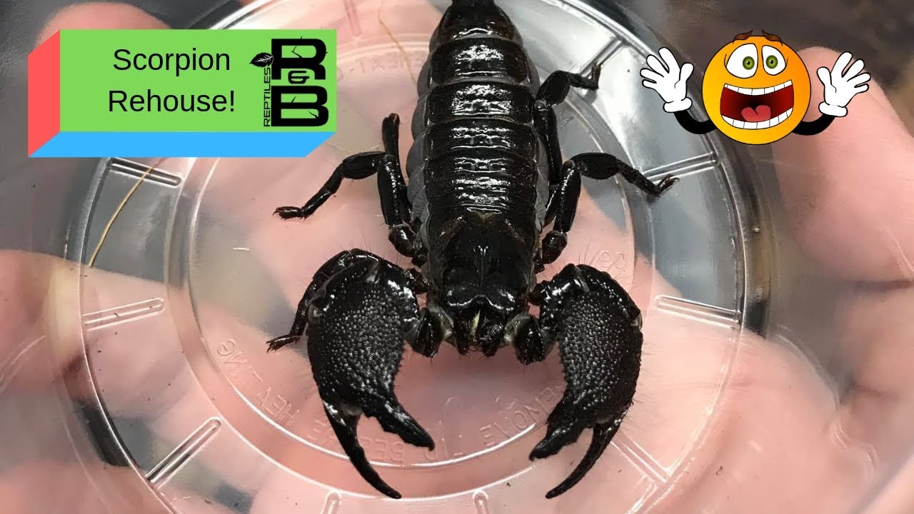 skins exclusivas fortnite Rehousing emperor scorpions