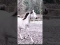 Perlaf Zalia Perlaf Zalia