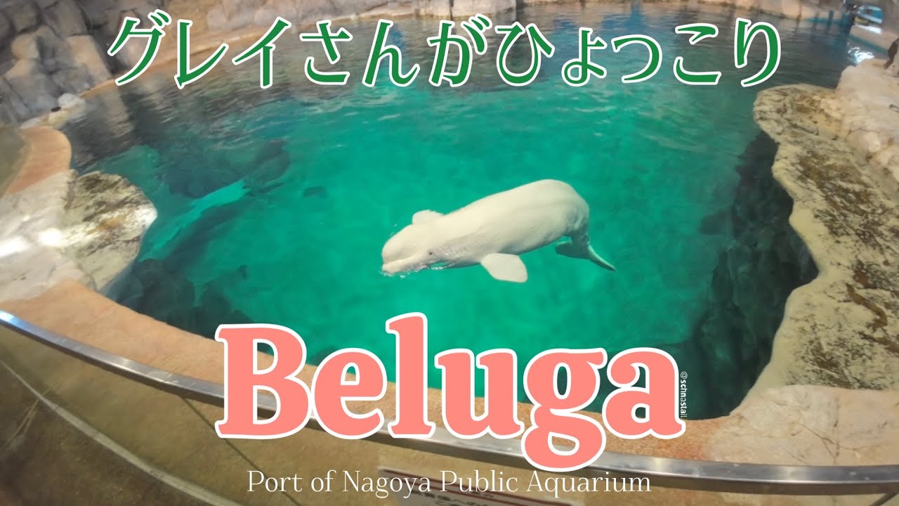 belugaさん