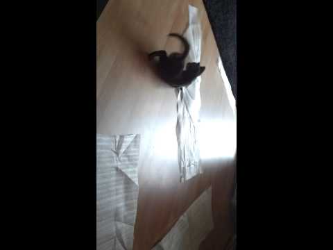 Katze, Kater spielt