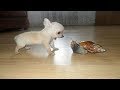 ♥かわいい犬と猫面白いことP4♥ペットかわいい動画2019