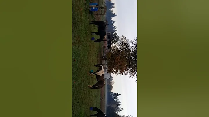 This is how I feed my horses their grain!