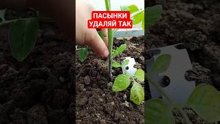 Пасынкование томатов в теплице Как правильно удалить пасынки на томатах Пасынкование помидор Пасынки