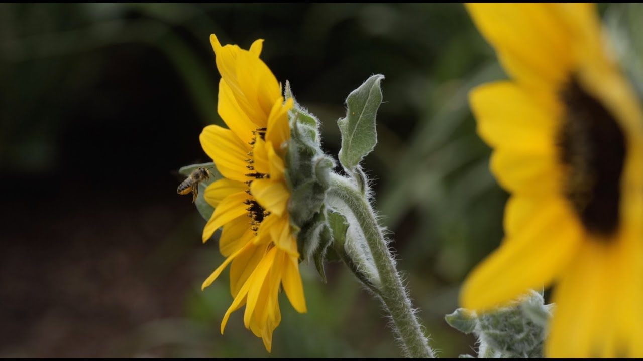 14th Annual Downers Grove Garden Walk Supporting Bridge Communities