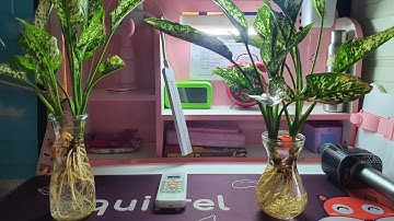 Trồng thủy sinh cây Ngọc Ngân cùng Sontube