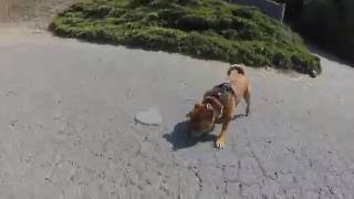 Staffordshire Bull Terrier Playing