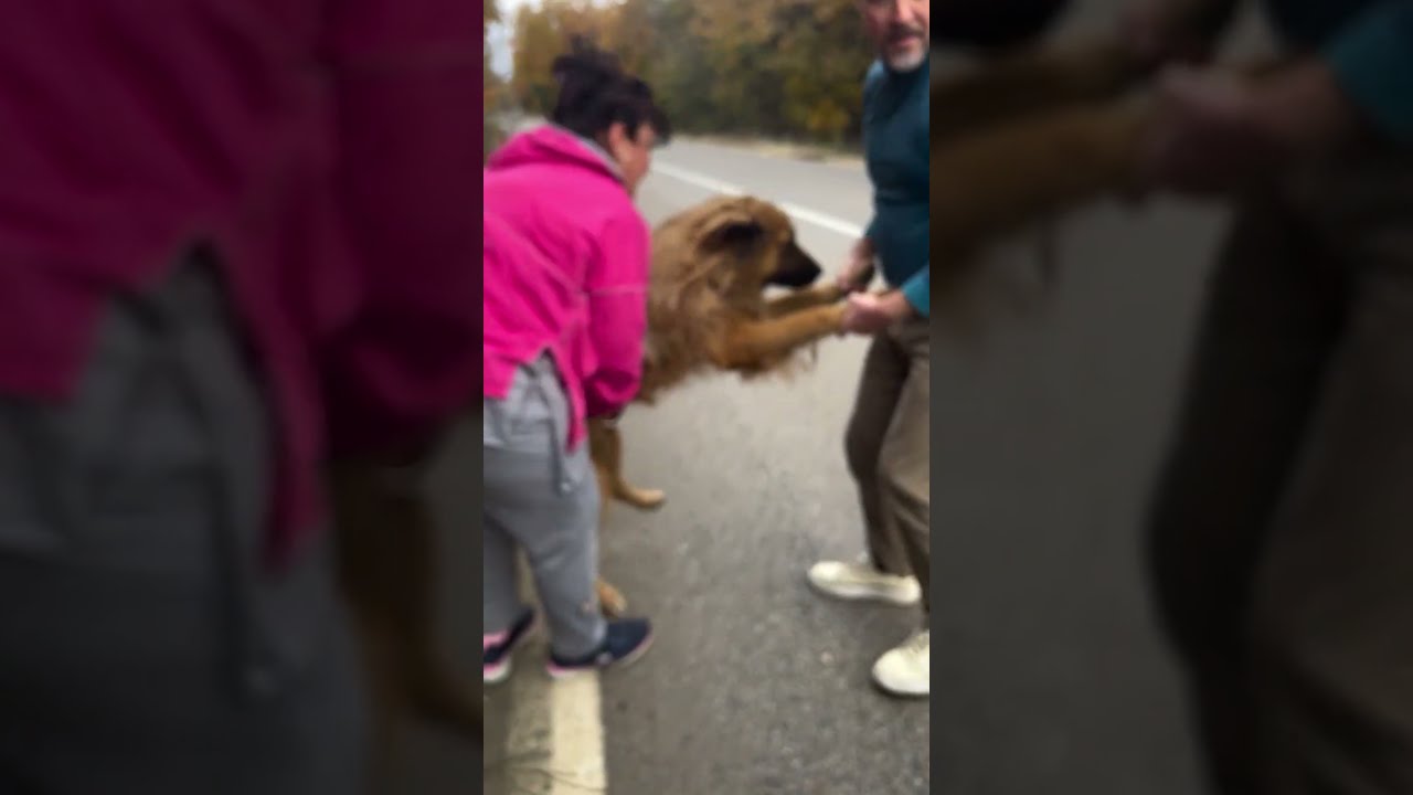 Street Dog Runs After Guy Asking To Be Rescued The Dodo