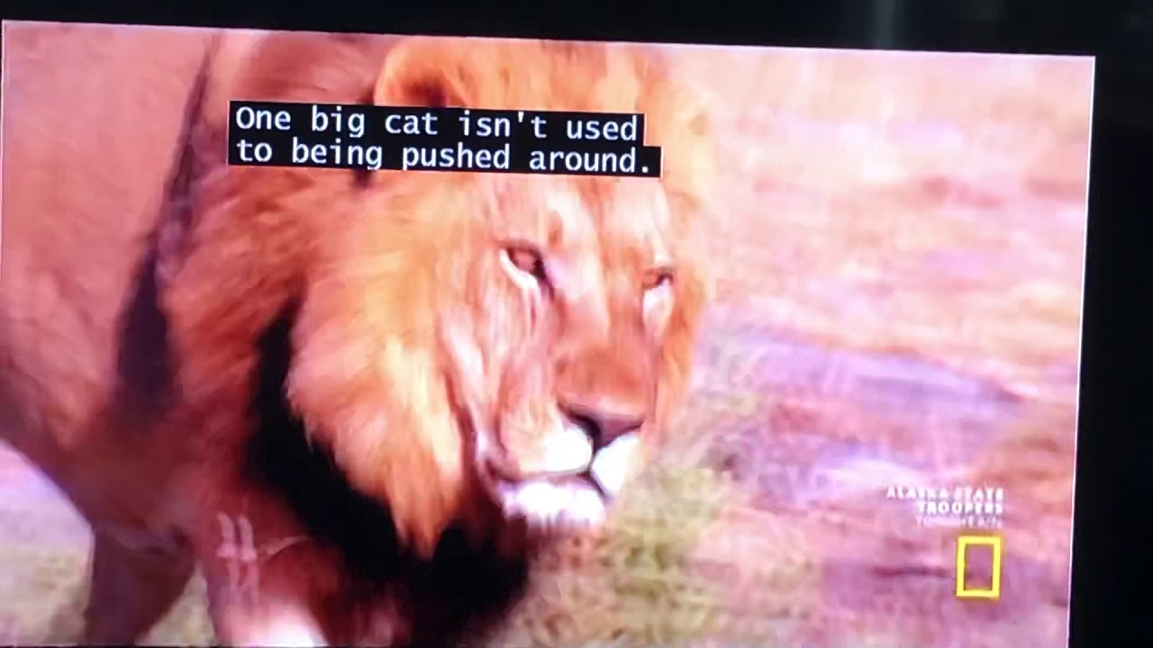 Lion Pride vs. Hyena Clan: Final Round: Animal Fight Night