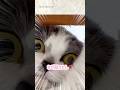 隠れてた猫見つけたら、ガチギレ