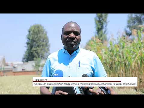 MUSANZE: ABAHINZI BARISHIMIRA IMBUTO Y'INGANO N'IBIGORI IRO KONGERA UMUSARURO MU BWINSHI NO MU BWIZA