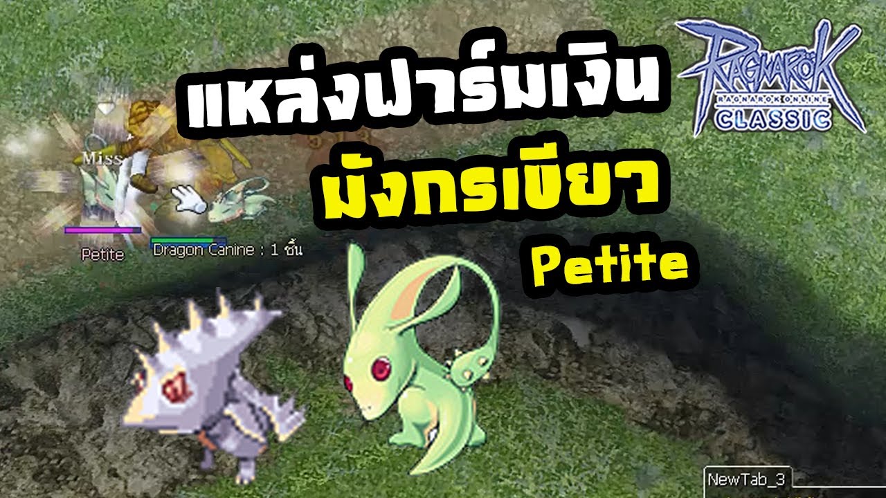 Ragnarok classic GGT แหล่งฟาร์มเงินช่วงเริ่มต้น มังกรเขียว [Petite