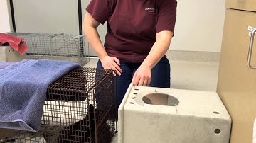 Transferring A Feral Cat