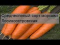 Среднеспелый сорт моркови Лосиноостровская