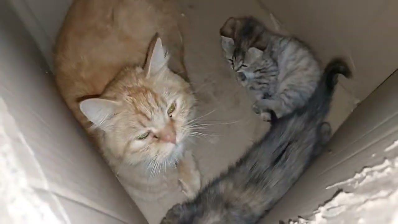 Mother Cat Hissing And Growling Without Any Reason 