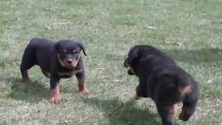 Aaron Erb's Rottweiler Puppies by Mt Hope Puppies 144 views 3 days ago 39 seconds