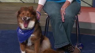 Midday Interview: Arkansas Pet Savers