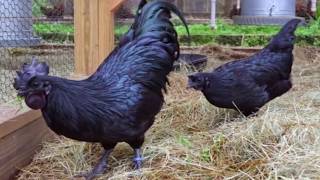 تعرف على الدجاج الأسود ولماذا يعتبر الأغلى في العالم ؟