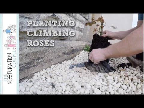 Video: Creating A Flower Bed In A Wet Place