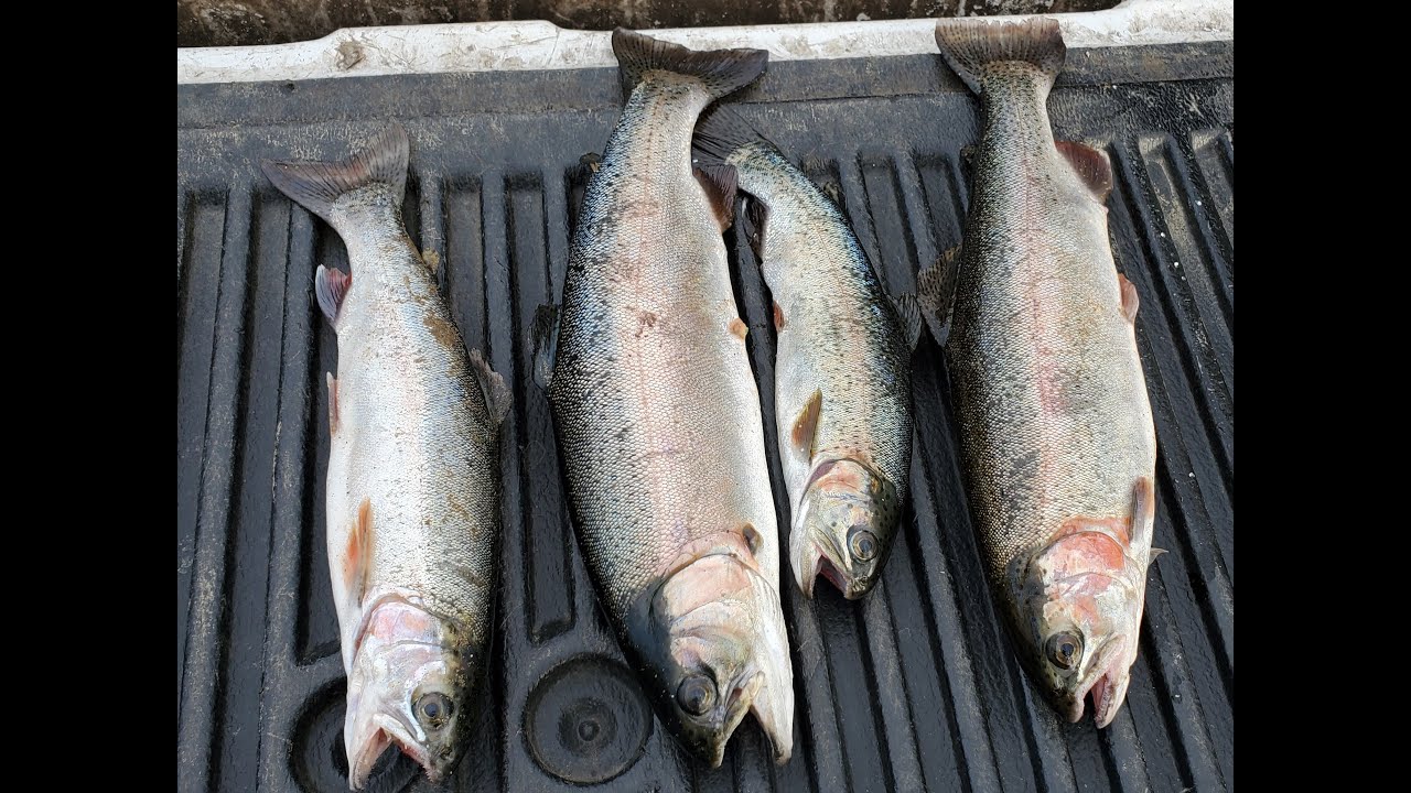 Can a tourist catch trout in Pigeon YouTube