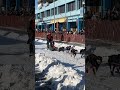 🤩 AMAZING to see the Fur Rondy Dog Sled Race! #happydog #workingdog #dogsled #furrondy #alaska