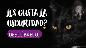 ¿A los gatos les gusta estar a oscuras?