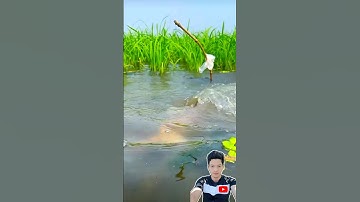 cắm câu dính được con cá trê siêu khủng cả nhà ơi