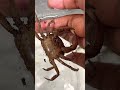 Crab Rescued &amp; Released Safely 🙏🦀 #trending