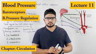 Blood pressure And its Regulation | Chapter Circulation Video 11