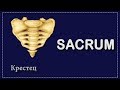 КРЕСТЕЦ | OS SACRUM | АНАТОМИЯ ДЛЯ СТУДЕНТОВ - МЕДИКОВ | АНАТОМИЯ ДЛЯ ПЕРВОКУРСНИКОВ