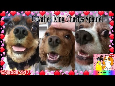 キャバリア・キングチャールズ・スパニエルの魅力447 Cavalier King Charles Spaniel