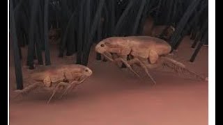 INTERNET FLEAS~part6 TOM REED AKA CHOSEN WON
