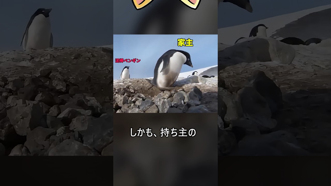 かわいいペンギンが常習犯になるまで