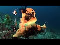 11 HOURS Stunning 4K Underwater footage + Music | Nature Relaxation™ Rare & Colorful Sea Life Video Mp3 Song