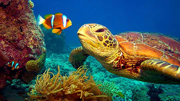 Qual'è l'aspetto dei fondali oceanici?