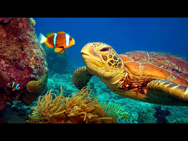 11 HOURS Stunning 4K Underwater footage + Music | Nature Relaxation™ Rare & Colorful Sea Life Video class=