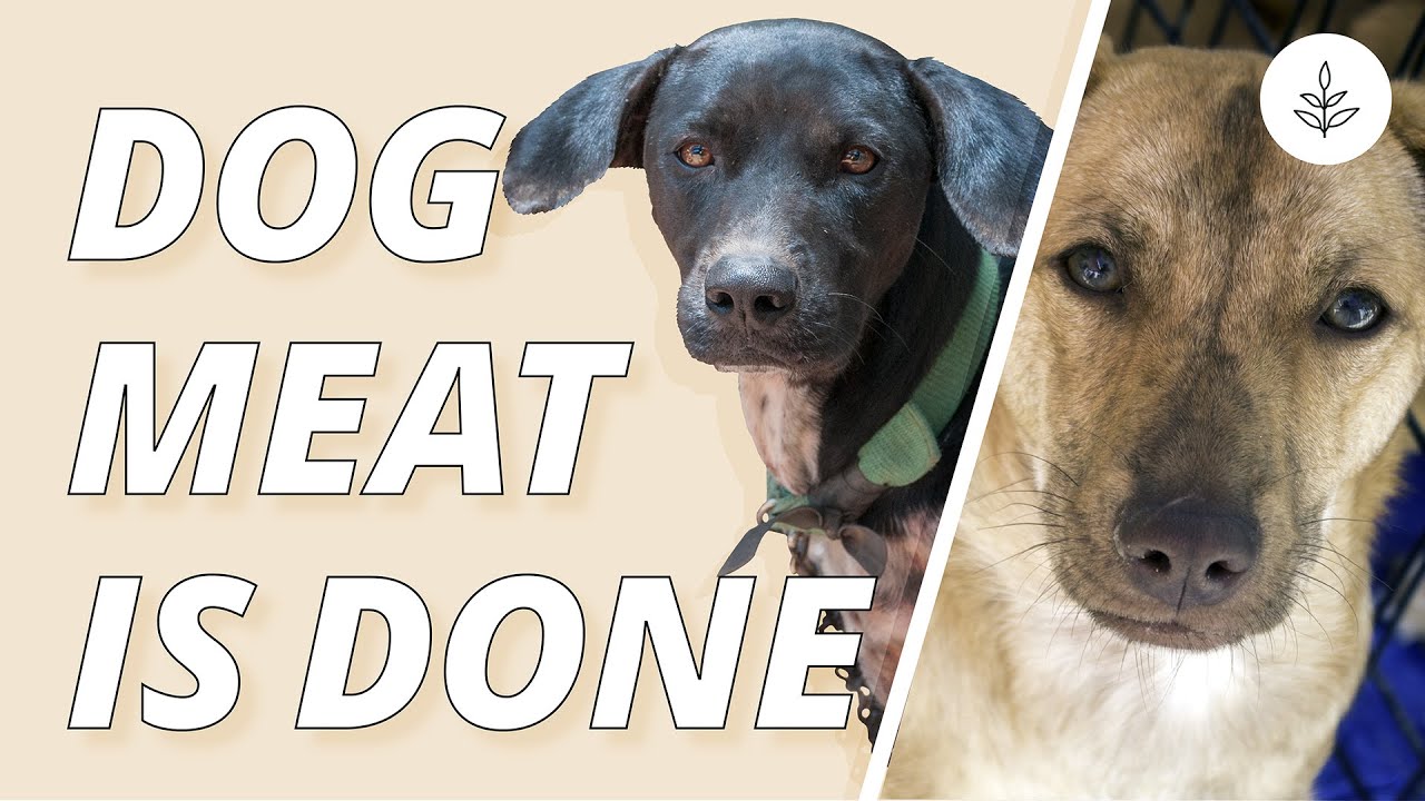 Is DOG MEAT DONE for Good? LIVEKINDLY YouTube