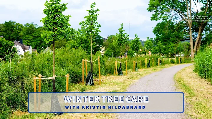 Winter Tree Care