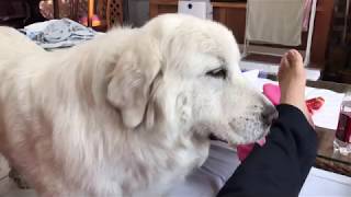 かまってちゃんのルンルン greatpyrenees グレートピレニーズ