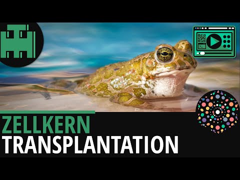 Zellkerntransplantation - Krallenfrosch│Biologie Lernvideo [Learning Level Up]