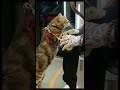 Cuties on the subway. Man and cat