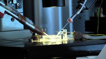 Phd Course in Neurobiology - SISSA