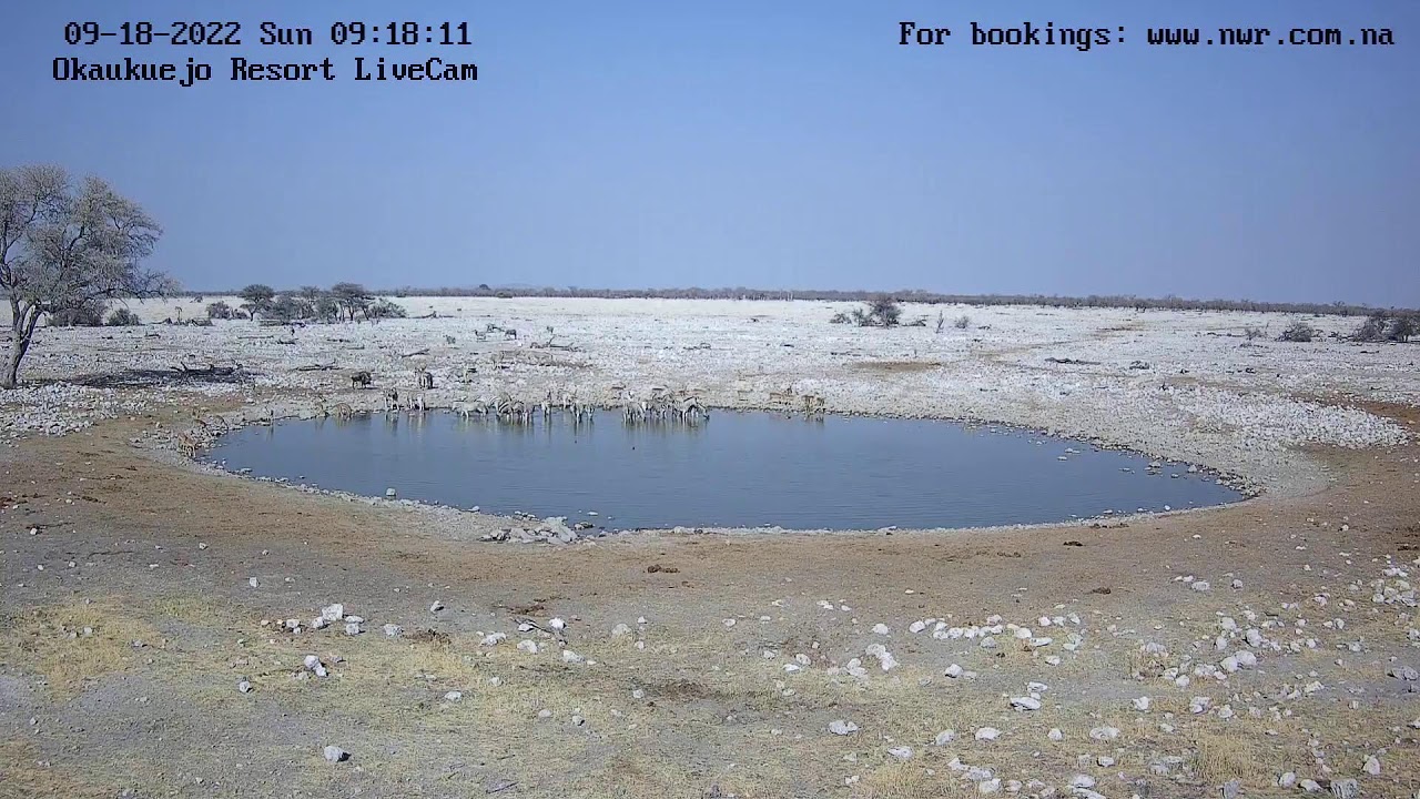 Okaukuejo Resort, Wildlife Waterhole: Live camera stream in the Etosha National Park in Namibia
