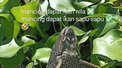 STRIKE IKAN INI LAGI DAN LAGI SUDAH JADI LANGGANAN PEMANCING#mancing #fishing