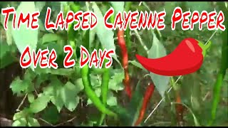 Time Lapsed Cayenne Pepper Over 2 Days