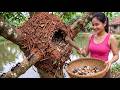 LIVESTREAM - TIMELAPSE: Harvesting Rare Black Ant Eggs in the Wild | How to Make Ant Egg Recipe