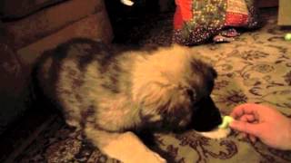 Coco @ 8 weeks by DireWolf Dogs of Vallecito, LLC 249 views 11 years ago 6 minutes, 34 seconds