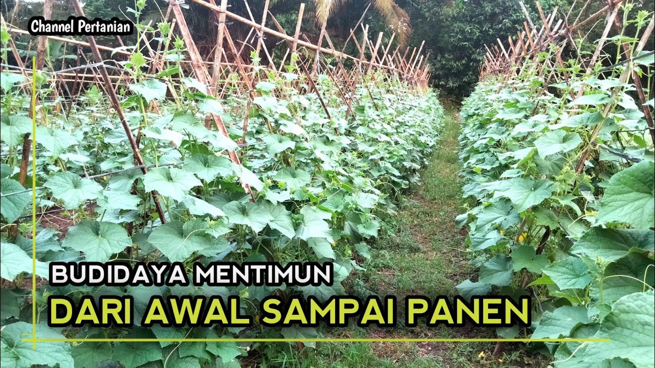 BEGINI CARA BUDIDAYA MENTIMUN DARI AWAL SAMPAI PANEN