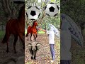 Rounding coconuts to Duck, Peacock, Pigeon &amp; Parrot - Birds names magic video#foryou#plzsupport